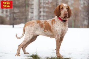 Mehr über den Artikel erfahren Bracco Italiano Züchter und Welpen in der Normandie