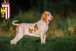 Mehr über den Artikel erfahren Bracco Italiano Züchter und Welpen in Oberösterreich