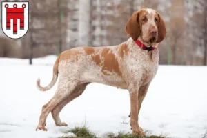 Mehr über den Artikel erfahren Bracco Italiano Züchter und Welpen in Vorarlberg