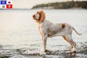 Mehr über den Artikel erfahren Bracco Italiano Züchter und Welpen in Vysočina