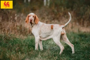 Mehr über den Artikel erfahren Bracco Italiano Züchter und Welpen in Wallonische Region