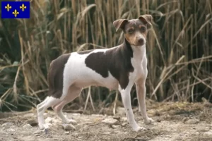 Mehr über den Artikel erfahren Brasilianischer Terrier Züchter und Welpen in Île-de-France