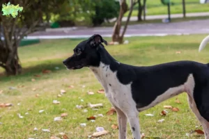 Mehr über den Artikel erfahren Brasilianischer Terrier Züchter und Welpen in Midtjylland