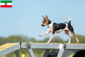 Mehr über den Artikel erfahren Brasilianischer Terrier Züchter und Welpen in Nordrhein-Westfalen