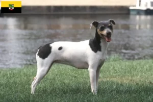 Mehr über den Artikel erfahren Brasilianischer Terrier Züchter und Welpen in Sachsen-Anhalt