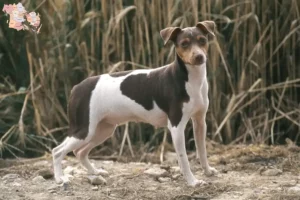 Mehr über den Artikel erfahren Brasilianischer Terrier Züchter und Welpen in Syddanmark