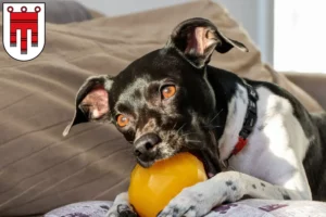 Mehr über den Artikel erfahren Brasilianischer Terrier Züchter und Welpen in Vorarlberg