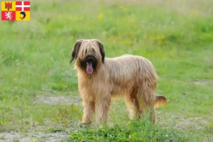 Mehr über den Artikel erfahren Briard Züchter und Welpen in Auvergne-Rhône-Alpes