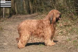 Mehr über den Artikel erfahren Briard Züchter und Welpen in der Bretagne