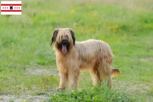 Mehr über den Artikel erfahren Briard Züchter und Welpen in Drenthe