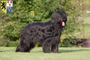 Mehr über den Artikel erfahren Briard Züchter und Welpen in Hauts-de-France