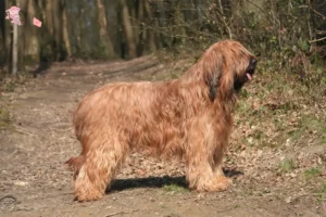 Mehr über den Artikel erfahren Briard Züchter und Welpen in Hovedstaden