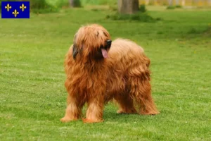 Mehr über den Artikel erfahren Briard Züchter und Welpen in Île-de-France