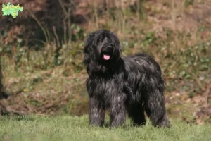 Mehr über den Artikel erfahren Briard Züchter und Welpen in Midtjylland