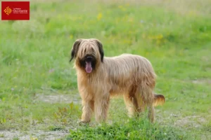 Mehr über den Artikel erfahren Briard Züchter und Welpen in Okzitanien