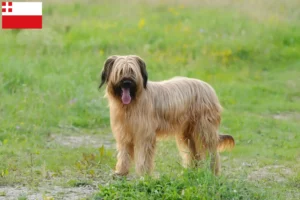 Mehr über den Artikel erfahren Briard Züchter und Welpen in Utrecht