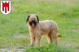 Mehr über den Artikel erfahren Briard Züchter und Welpen in Vorarlberg