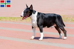 Mehr über den Artikel erfahren Bull Terrier Züchter und Welpen in Groningen