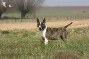 Mehr über den Artikel erfahren Bull Terrier Züchter und Welpen in Hovedstaden