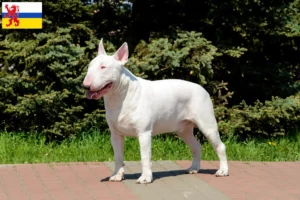 Mehr über den Artikel erfahren Bull Terrier Züchter und Welpen in Limburg