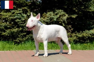 Mehr über den Artikel erfahren Bull Terrier Züchter und Welpen in Mayotte