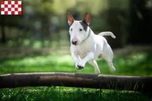 Mehr über den Artikel erfahren Bull Terrier Züchter und Welpen in Nordbrabant