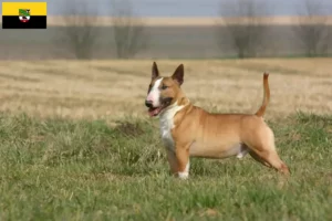 Mehr über den Artikel erfahren Bull Terrier Züchter und Welpen in Sachsen-Anhalt