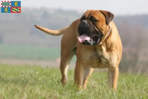 Mehr über den Artikel erfahren Bullmastiff Züchter und Welpen in Bourgogne-Franche-Comté