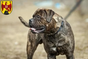 Mehr über den Artikel erfahren Bullmastiff Züchter und Welpen im Burgenland