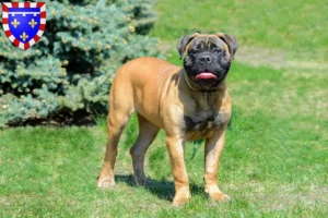 Mehr über den Artikel erfahren Bullmastiff Züchter und Welpen in Centre-Val de Loire