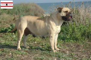 Mehr über den Artikel erfahren Bullmastiff Züchter und Welpen in Drenthe