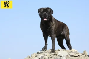 Mehr über den Artikel erfahren Bullmastiff Züchter und Welpen in Flandern