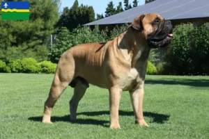 Mehr über den Artikel erfahren Bullmastiff Züchter und Welpen in Flevoland