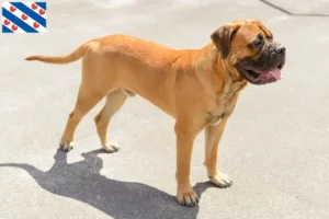 Mehr über den Artikel erfahren Bullmastiff Züchter und Welpen in Friesland