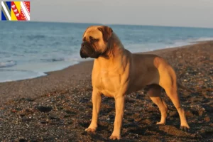 Mehr über den Artikel erfahren Bullmastiff Züchter und Welpen in Grand Est