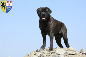 Mehr über den Artikel erfahren Bullmastiff Züchter und Welpen in Hauts-de-France