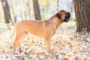 Mehr über den Artikel erfahren Bullmastiff Züchter und Welpen in Hovedstaden