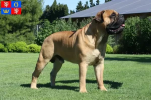 Mehr über den Artikel erfahren Bullmastiff Züchter und Welpen in Hradec Králové