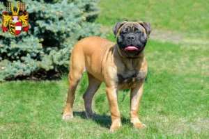 Mehr über den Artikel erfahren Bullmastiff Züchter und Welpen in Kärnten