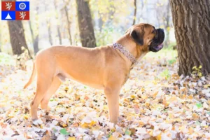 Mehr über den Artikel erfahren Bullmastiff Züchter und Welpen in Liberec