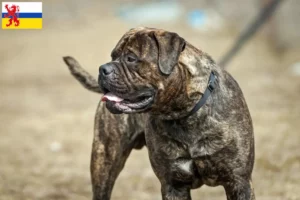 Mehr über den Artikel erfahren Bullmastiff Züchter und Welpen in Limburg