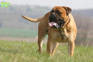 Mehr über den Artikel erfahren Bullmastiff Züchter und Welpen in Midtjylland