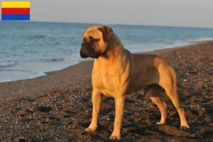 Mehr über den Artikel erfahren Bullmastiff Züchter und Welpen in Nordholland