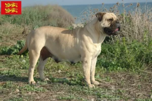 Mehr über den Artikel erfahren Bullmastiff Züchter und Welpen in der Normandie