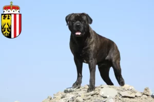 Mehr über den Artikel erfahren Bullmastiff Züchter und Welpen in Oberösterreich