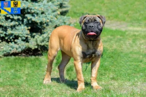 Mehr über den Artikel erfahren Bullmastiff Züchter und Welpen in Olmütz