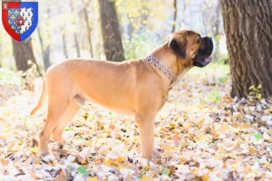 Mehr über den Artikel erfahren Bullmastiff Züchter und Welpen in Pays de la Loire