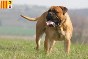 Mehr über den Artikel erfahren Bullmastiff Züchter und Welpen in der Provence-Alpes-Côte d’Azur