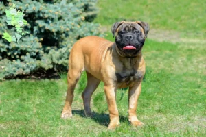 Mehr über den Artikel erfahren Bullmastiff Züchter und Welpen in Sjælland