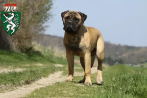 Mehr über den Artikel erfahren Bullmastiff Züchter und Welpen in der Steiermark